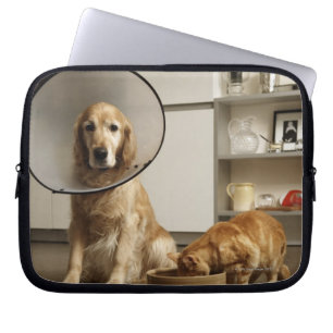 Golden retriever dog with medical collar sitting laptop sleeve