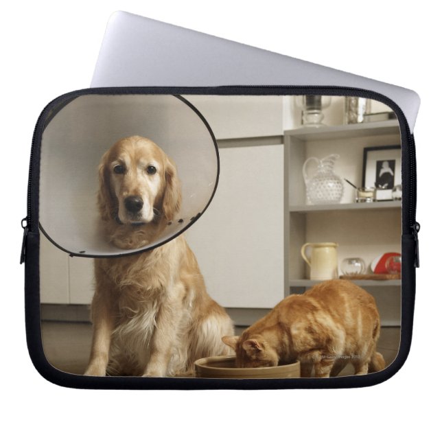 Golden retriever dog with medical collar sitting laptop sleeve (Front)