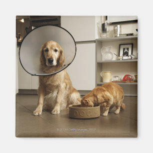 Golden retriever dog with medical collar sitting magnet