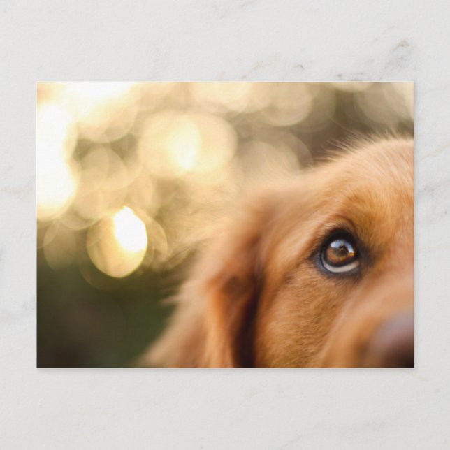 Golden Retriever Eye Closeup Postcard (Front)