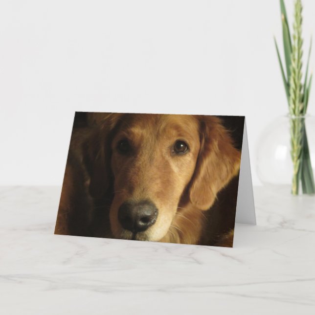 Golden Retriever Fabulous Face Greeting Card (Front)