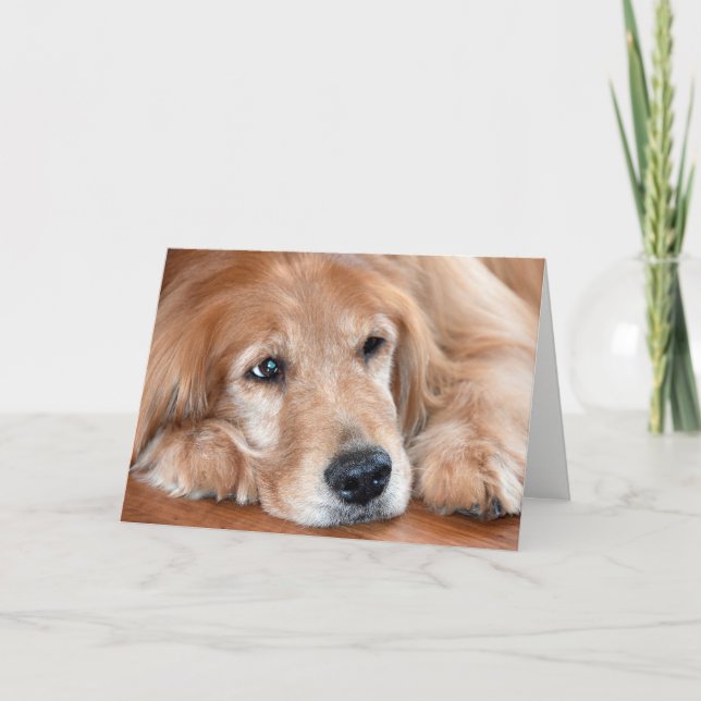 golden retriever feel better soon card (Front)
