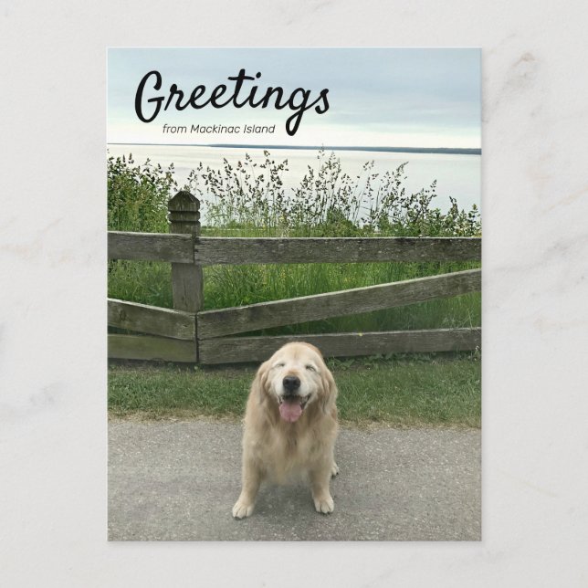 Golden Retriever Greetings From Mackinac Island Postcard (Front)