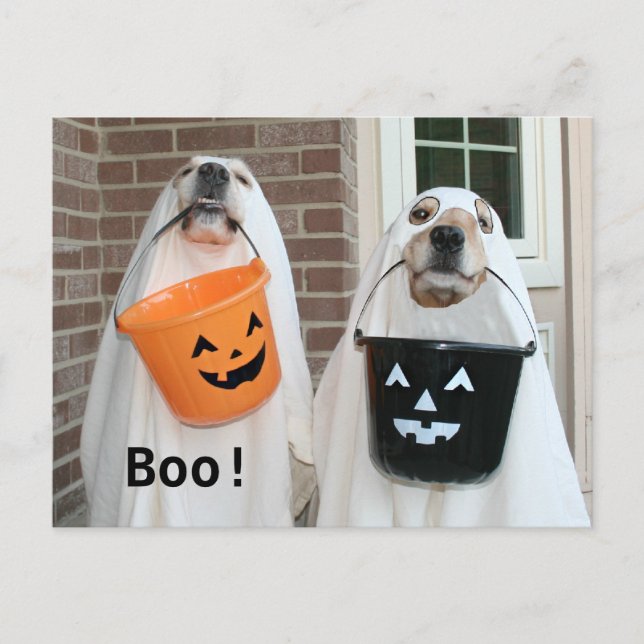 Golden Retriever Halloween Ghosts Postcard (Front)