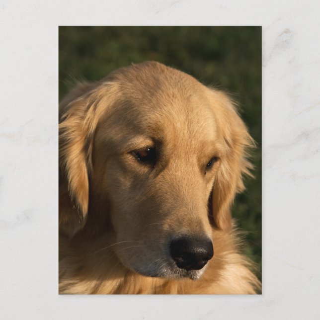 Golden Retriever Head Shot Postcard (Front)