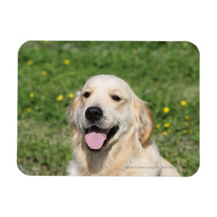 Golden Retriever Headshot 1 Magnet