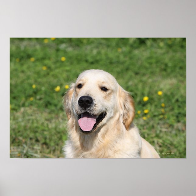 Golden Retriever Headshot 1 Poster (Front)