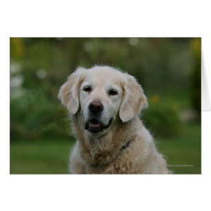 Golden Retriever Headshot 2