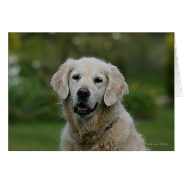 Golden Retriever Headshot 2 (Front Horizontal)