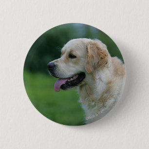 Golden Retriever Headshot 2 2 6 Cm Round Badge