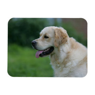 Golden Retriever Headshot 2 2 Magnet