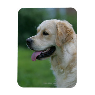 Golden Retriever Headshot 2 2 Magnet