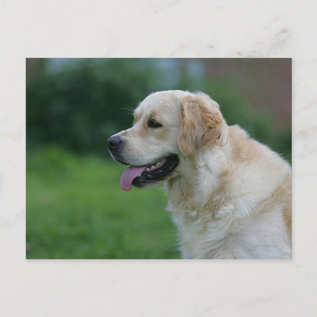 Golden Retriever Headshot 2 2 Postcard (Front)