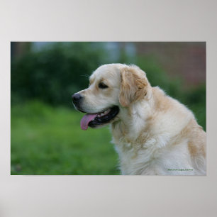 Golden Retriever Headshot 2 2 Poster