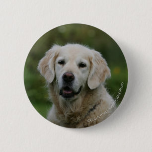Golden Retriever Headshot 2 6 Cm Round Badge