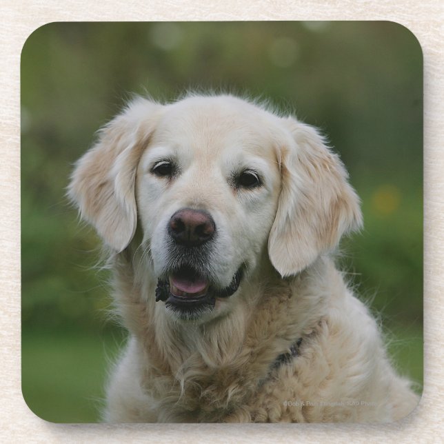 Golden Retriever Headshot 2 Coaster (Front)