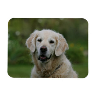 Golden Retriever Headshot 2 Magnet