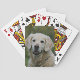Golden Retriever Headshot 2 Playing Cards