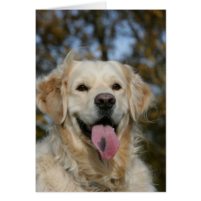 Golden Retriever Headshot 3 (Front)