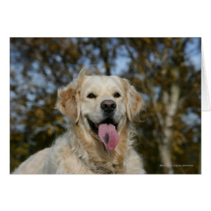 Golden Retriever Headshot 3