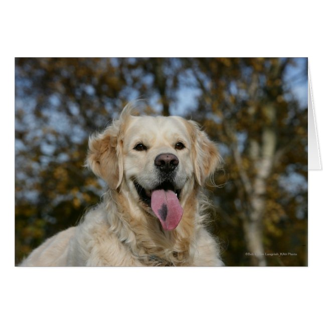 Golden Retriever Headshot 3 (Front Horizontal)