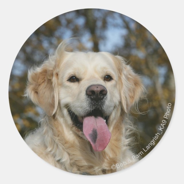 Golden Retriever Headshot 3 Classic Round Sticker (Front)