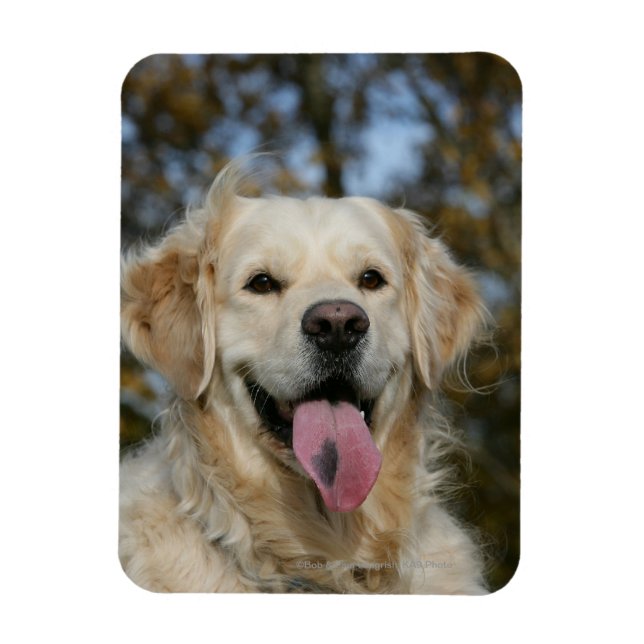 Golden Retriever Headshot 3 Magnet (Vertical)