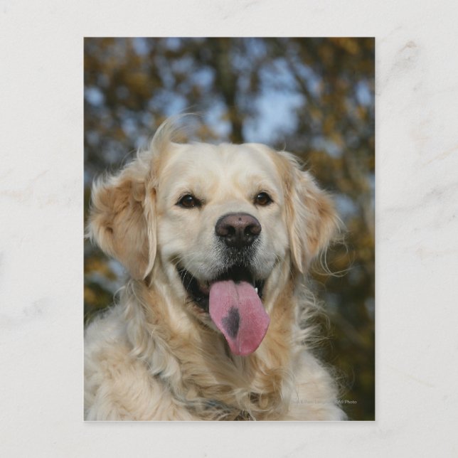 Golden Retriever Headshot 3 Postcard (Front)