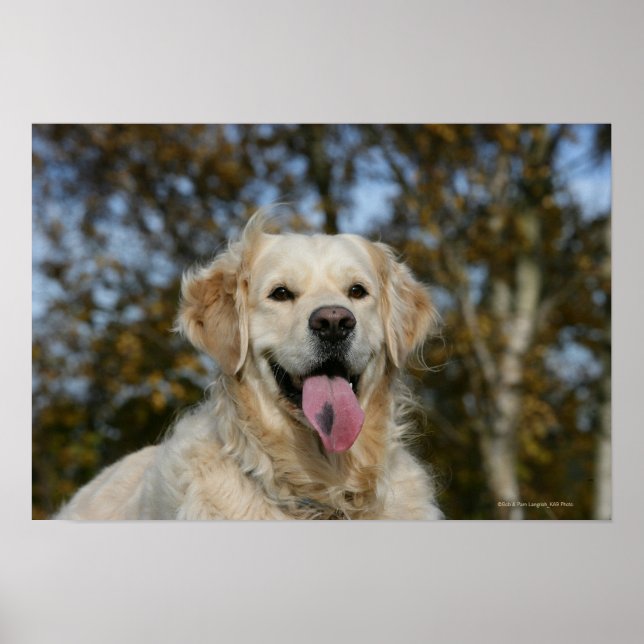 Golden Retriever Headshot 3 Poster (Front)