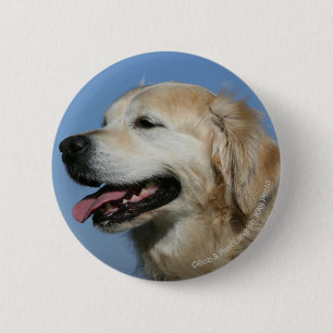 Golden Retriever Headshot 4 6 Cm Round Badge