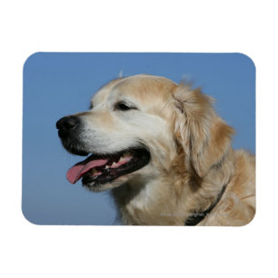Golden Retriever Headshot 4 Magnet