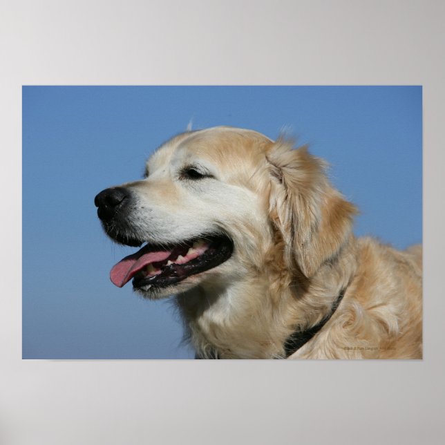 Golden Retriever Headshot 4 Poster (Front)
