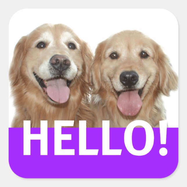 Golden Retriever Hello Square Sticker (Front)