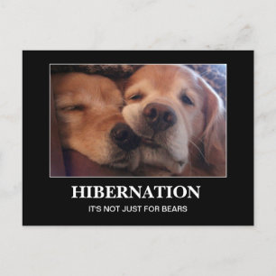Golden Retriever Hibernation Stay Warm Postcard