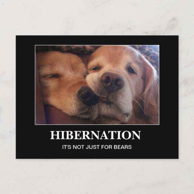 Golden Retriever Hibernation Stay Warm Postcard (Front)