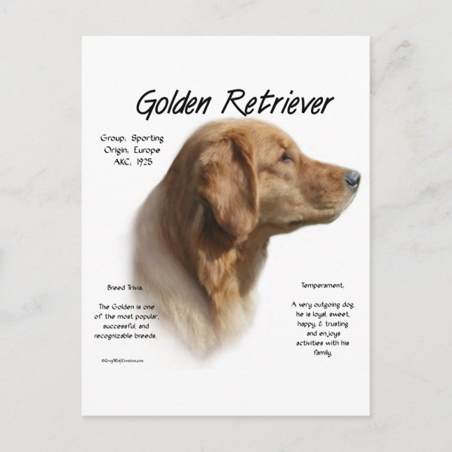 Golden Retriever History Design Postcard (Front)