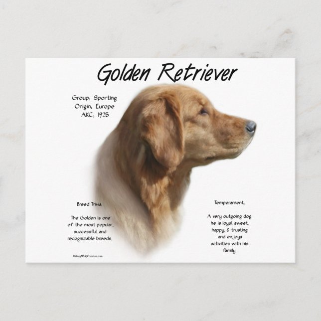 Golden Retriever History Design Postcard (Front)