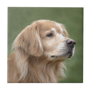 Golden Retriever in Closeup Ceramic Tile