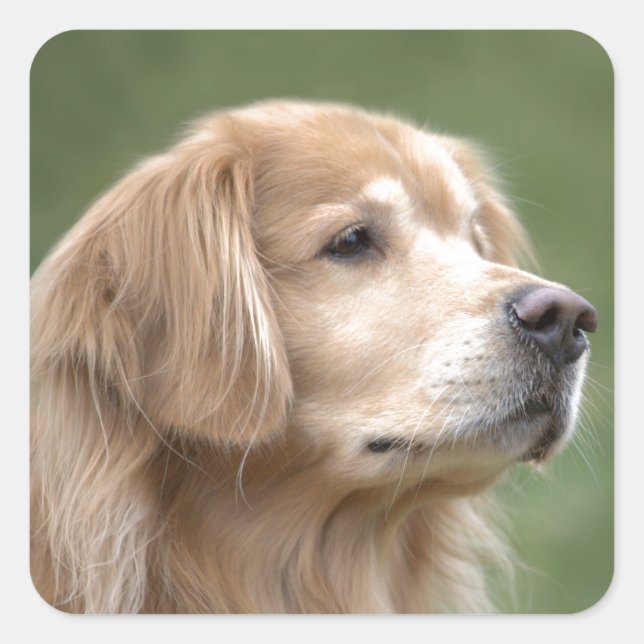 Golden Retriever in Closeup Square Sticker (Front)