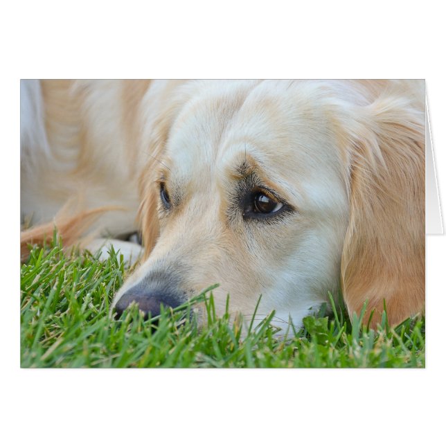 Golden Retriever in grass (Front Horizontal)