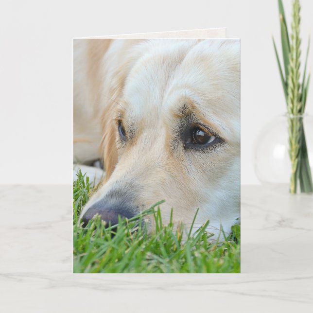 Golden Retriever in Grass Birthday Humour Card (Front)