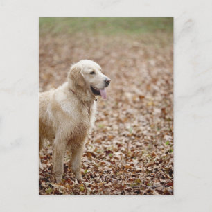 golden retriever in park in autumn postcard