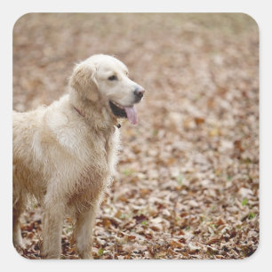 golden retriever in park in autumn square sticker