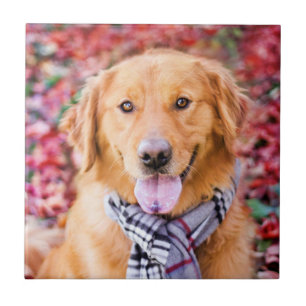 Golden Retriever In Scarf Ceramic Tile