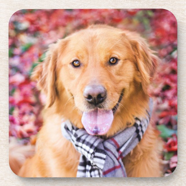 Golden Retriever In Scarf Coaster (Front)