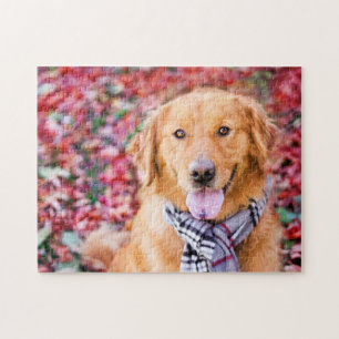 Golden Retriever In Scarf Jigsaw Puzzle