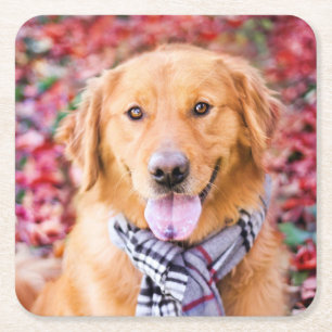 Golden Retriever In Scarf Square Paper Coaster