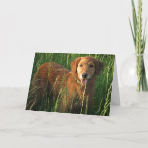 Golden Retriever In The Grass Greeting Card