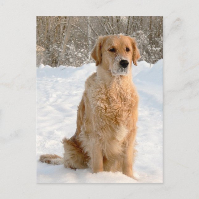 Golden Retriever in the Snow Postcard (Front)
