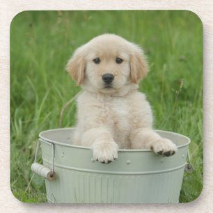 Golden Retriever In Wash Basin Coaster
